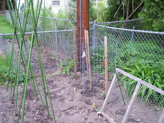 Tomato Cages - May 25